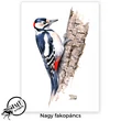 Nagy fakopáncs képeslap
