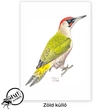 Zöld küllő képeslap