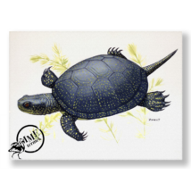 Falikép - mocsári teknős