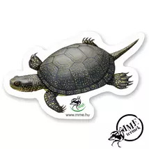 Mágnes - mocsári teknős