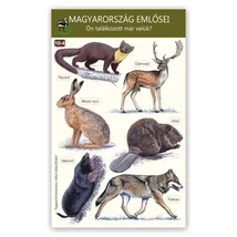 Ablakmatrica - Magyarország emlősei 4.