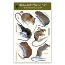 Ablakmatrica - Magyarország emlősei 9.