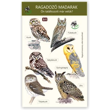 Ablakmatrica - ragadozómadarak 1.