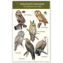 Ablakmatrica - ragadozómadarak 2.