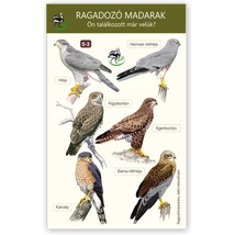 Ablakmatrica - ragadozómadarak 3.
