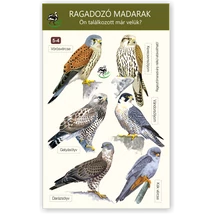 Ablakmatrica - ragadozómadarak 4.