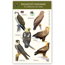 Ablakmatrica - ragadozómadarak 5.