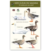 Ablakmatrica - vizes élőhelyek madarai 1.