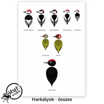 képeslap harkály