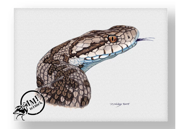 Falikép - rákosi vipera