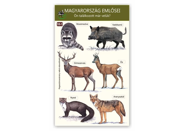 Ablakmatrica - Magyarország emlősei 1.