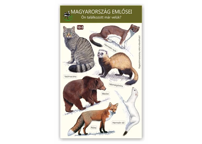 Ablakmatrica - Magyarország emlősei 5.
