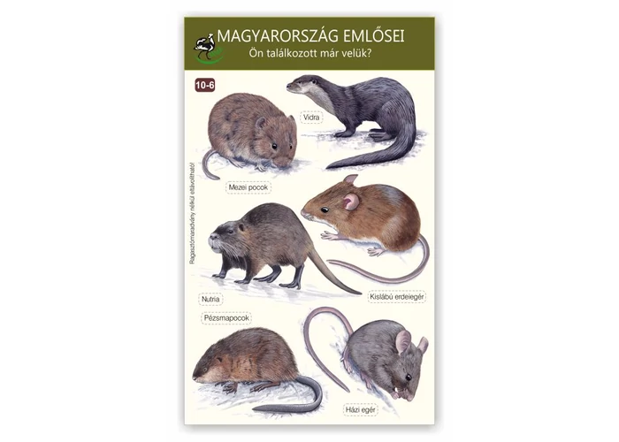 Ablakmatrica - Magyarország emlősei 6.
