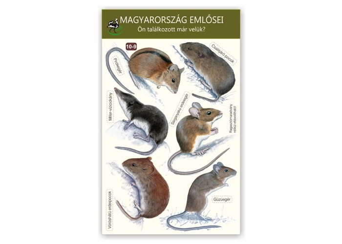 Ablakmatrica - Magyarország emlősei 9.