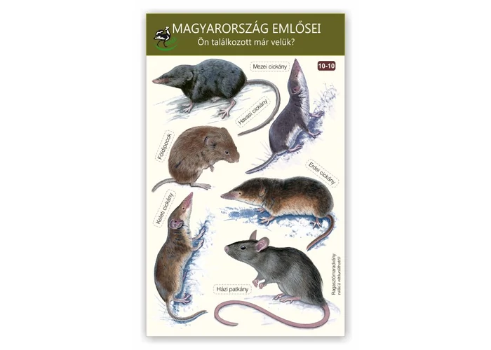 Ablakmatrica - Magyarország emlősei 10.