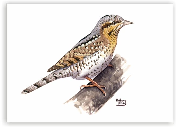 képeslap nyaktekercs