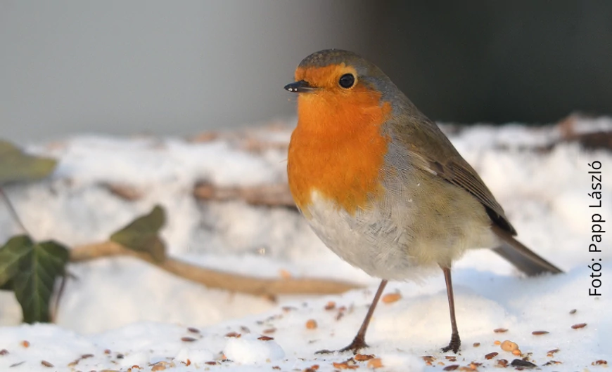 A téli madáretetésről nagyvonalakban